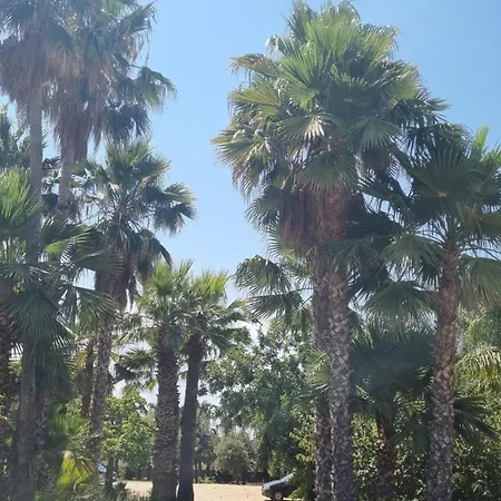 Bismarkia Appartement Syracuse